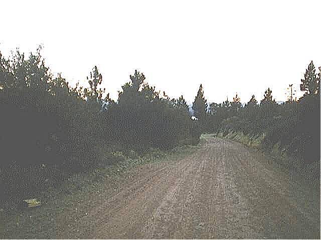 Photograph of old road in Dog Valley