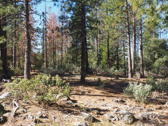 Photograph of old road near Iowa Hill