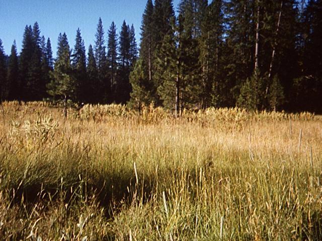 Photograph of Onion Valley