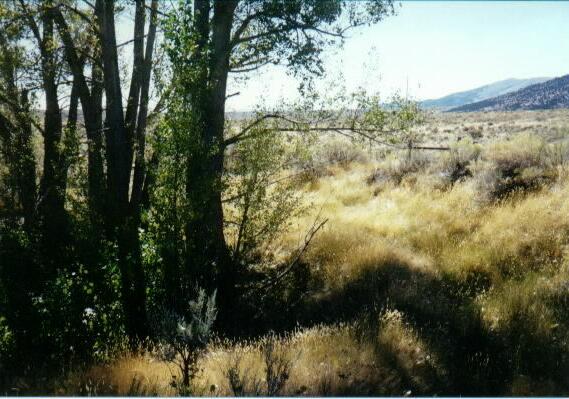 Photograph of springs