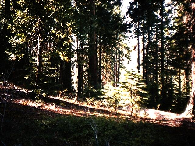 Photograph of trail heading west through forest